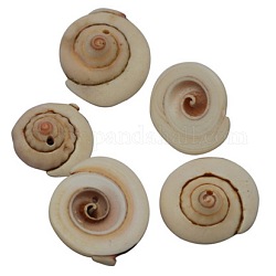 Perles de coquille d'oeil de shiva naturelles, teinte, peachpuff, taille: environ 13~16 mm de long, épaisseur de 4~7mm, Trou: 2mm, environ 360 pcs/500 g