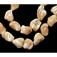 Chapelets de perles en coquille de spirale naturelle PBB417Y-1