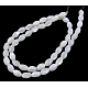 Fili di perle di conchiglia trochid naturale / trochus PBB513Y-2