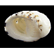Perles en coquillage naturel PTS055Y-2