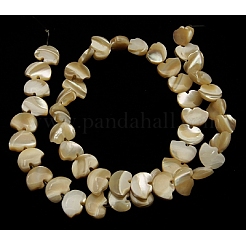 Naturali di mare shell perle fili&nbsp;SSHEL-F0812