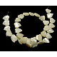 Shell normal de perles blanches de brins SSHEL-E12F-2