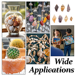 1550шт натуральные спиральные бусины-ракушки SSHEL-DC0001-04