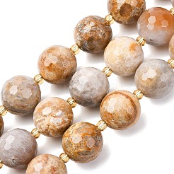 Природные окаменелые коралловые бусы пряди G-C249-A27-16MM