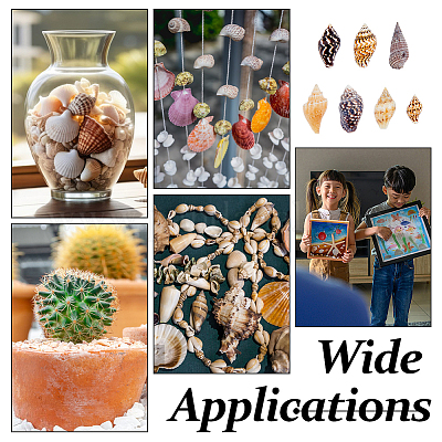 1550шт натуральные спиральные бусины-ракушки SSHEL-DC0001-04-1