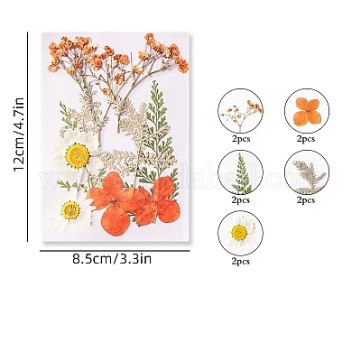 Наборы сухоцветов PW-WG14974-02-1