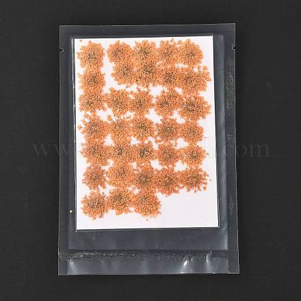 Gepresste Trockenblumen DIY-K032-58K-1
