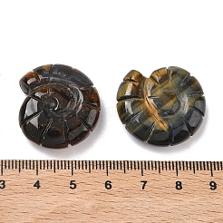 Натуральные декоративные раковины тигрового глаза для демонстрации.&nbsp;DJEW-D303-01A