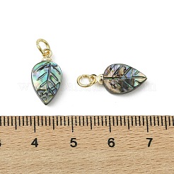 天然のパウア貝／アワビ貝の彫刻ペンダント  葉のチャーム  304ステンレス鋼と真鍮の金具付き  ゴールドカラー  15x8x3.5mm  穴：3.6mm&nbsp;PALLOY-JF05615-01