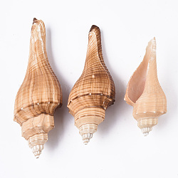 Natürliche Muschelperlen, ungebohrt / keine Lochperlen, Sandy Brown, 88~130x38~44x35~42.5 mm