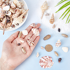 120 шт. 12 стиля натуральных спиральных ракушек большие подвески SSHEL-GA0001-05