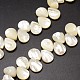 Chapelets de perles de coquille de trochid / trochus coquille SSHEL-K009-06-3
