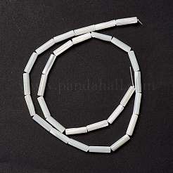 Бусины из натуральных трохоидных/трохус ракушек SSHEL-O001-26B