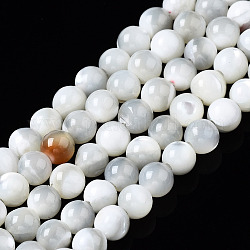 Fili di perle di conchiglia trochid naturale / trochus, tondo, candeggiare, colore conchiglia, 3mm, Foro: 0.5 mm, circa 138~140pcs/filo, 15.55 pollice (39.5 cm)
