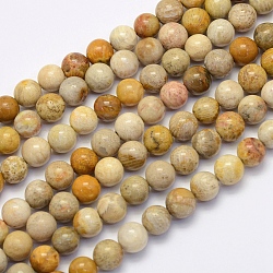 Fossili perle di corallo fili, tondo, 10~10.5mm, Foro: 1 mm, circa 38pcs/filo, 15.7 pollice (40 cm)