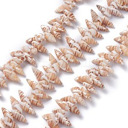 Natürlichen Spiralmuschelperlen Stränge, Weizen, 14~20x7~10x6~8 mm, Bohrung: 1 mm, 15.35 Zoll (39 cm)