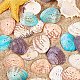 Perles de coquillage naturel teintées BSHE-PH0003-02-4