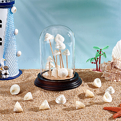 100 г украшения из натуральной ракушки&nbsp;SSHEL-PH0001-40B