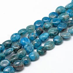 Natürliche Apatit Perlen Stränge, Oval, 8~15x7~12x4~12 mm, Bohrung: 1 mm, ca. 30~45 Stk. / Strang, 15.7