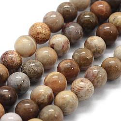 Fossiles naturelle perles de corail brins, ronde, 6mm, Trou: 0.8mm, Environ 62 pcs/chapelet, 15.3 pouce (39 cm)