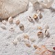 Perles de coquillage trompette BSHE-YW0001-03-5