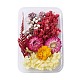 Getrocknete Blumen DIY-D052-18-1