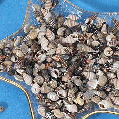 150 г 5 вида натуральных смешанных ракушечных бусин&nbsp;SSHEL-SC0001-50