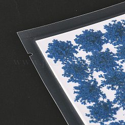 Прессованные сушеные цветы DIY-K032-58J