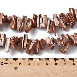 Окрашенные нити натуральных бусин-ракушек трохуса&nbsp;SSHEL-C013-09B