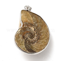 Schnecke fossilen Anhänger&nbsp;G-D051-1