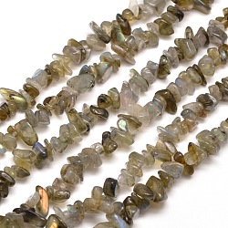Labradorite naturelle brins puce de perles, 5~8x5~8mm, Trou: 1mm, environ 31.5 pouce