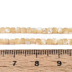 Нити бусин из натуральных трохоидных/трохус ракушек&nbsp;SSHEL-N041-04A-02