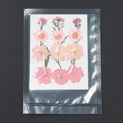 Fleurs séchées pressées, pour téléphone portable, Cadre photo, scrapbooking bricolage et résine art décors floraux, motif de fleur, 130x100x0.8mm