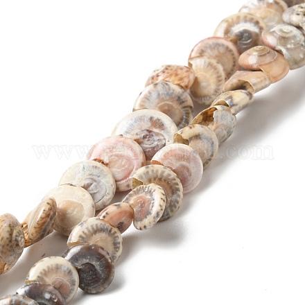 Natural Spiral Shell Beads Strands BSHE-G029-06-1