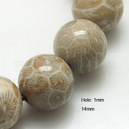 Natural Fossil Coral Beads Strands G-G212-14mm-31-1