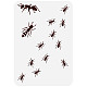Fingerinspire pochoir de fourmis traînantes 11.7x8.3 pouce évider colonie de fourmis pochoirs de dessin réutilisable en plastique thème animal pochoir coloriage modèle décoratif pour album de bricolage DIY-WH0396-0136-1