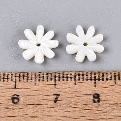 Natürliche Trochusschalenperlen&nbsp;SHEL-Q028-05