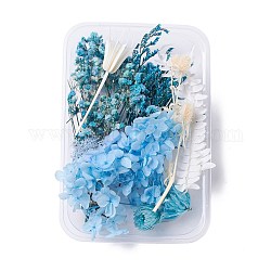 Fleurs séchées, accessoires de fabrication de savon bougie bricolage, avec boîte rectangulaire en plastique, bleu ciel, 2.4~14.5x1.7~13.1 cm