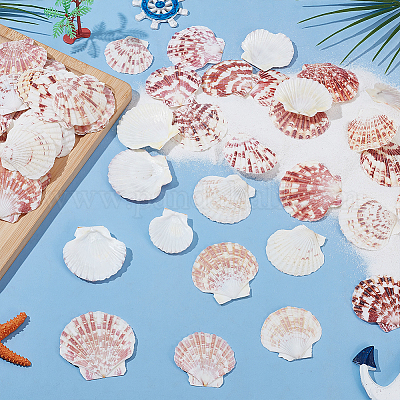 2 stile conchiglia naturale&nbsp;SSHEL-WR0001-06B-1