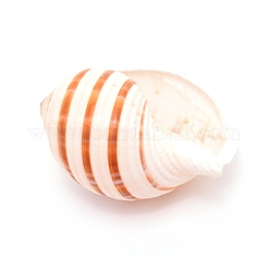 Natürlichen Schale&nbsp;DJEW-WH0010-70