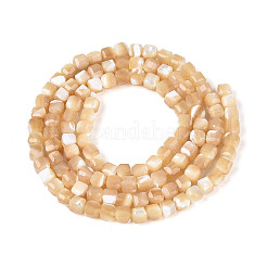 Hebras naturales de concha de troco / concha de troco&nbsp;SSHEL-N041-04B-02