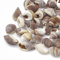 Perles en coquille de mer, pas de trous / non percés, 8~14x5~10x5~7mm, environ 770 pcs/274 g