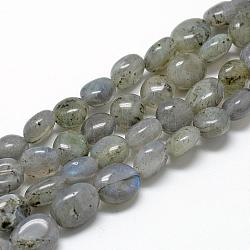Chapelets de perles en labradorite naturelle , ovale, 8~15x7~12x4~12mm, Trou: 1mm, Environ 30~45 pcs/chapelet, 15.7 pouce