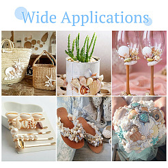 Натуральная раковина FIND-TAC0026-10D