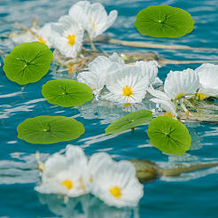 Пластиковый искусственный лист лотоса&nbsp;AJEW-WH0314-949