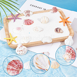 40 шт. бусины из натуральной ракушки-гребешка&nbsp;SSHEL-SP0001-02