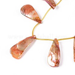 Нити бусин из натуральных пресноводных ракушек SHEL-T020-55E