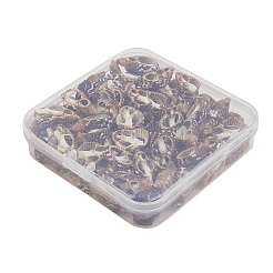 Spirale Shell naturale perline&nbsp;BSHE-SZ0001-02