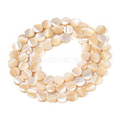 Нити бусин из натуральных трохоидных/трохус ракушек&nbsp;SSHEL-N041-03