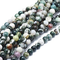 Chapelets de perles en agate d'arbre naturelle, ronde, 6mm, Trou: 1mm, Environ 69 pcs/chapelet, 16.54 pouce (42 cm)